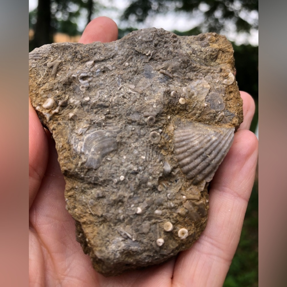 Fossil Specimen - Picture 2 of 4